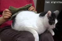 協力してるつもりなのか、それともアテンション欲しさなのか・・・。