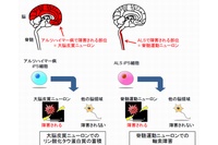 今回の研究成果の概略を示す図（慶應義塾大学の発表資料より）