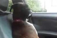 わかりやすく激おこアピールをするわんこ!