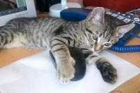 大事なマウス!触ろうとするとペシっとお叱りをうけてしまいます。