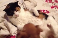 子犬が嬉しすぎて寝ているニャンコに乗っかったんですが…。