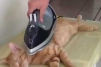 もうされるがままにアイロンを体の隅々までかけられる猫なのでした。