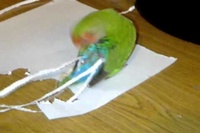 紙を起用に切っては自分の尾っぽにつけていきます!