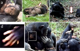 京都大学の松本卓也博士後期課程学生らの研究グループが発見した、先天的障害のあるチンパンジーの赤ん坊。（a）口が半開きであることが多い（9月齢時）、（b）お腹に腫瘍がある（11月齢時）、（c）母親の毛づくろい時、地面に置かれる（6月齢時）、（d）左手に6本指がある（浮遊型の多指症）（10月齢時）、（e）姉から世話を受ける（10月齢時）、（f）背中の毛が一部禿げている（10月齢時）（京都大学の発表資料より）
