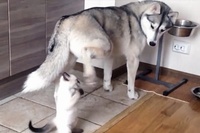 さすがハスキー大きいですね～!仔猫との温度差がとっても面白いです。