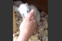 人間の手も巣の中へ連れていこうとするフェレットお母ちゃんの優しさ。