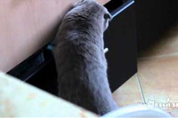 引き出しを開けていざ!というところで見られていることに気付くネコ。