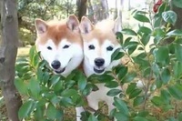 小枝から笑顔でぱっと出てくる感じはまるでアイドルの撮影みたい!