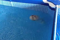 プールで泳ぐ練習をしているわんこですがなぜだか背泳ぎに・・・。