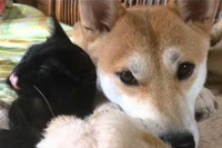 にゃんこが見つけたいい眠りポジションにジョイントしてくるわんこ。