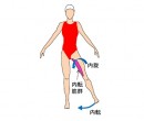 股関節の内転・内旋動作と内転筋群を示す図（筑波大学の発表資料より）