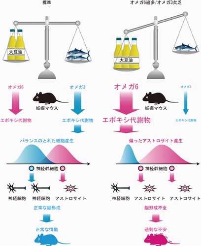 今回の研究概要を示す図。オメガ6過多/オメガ3欠乏飼料摂取によって、胎仔脳におけるオメガ6とオメガ3のエポキシ代謝物のバランスが乱れ、神経幹細胞のアストロサイト産生能が高まり、脳形成不全が起こった。その結果として過剰な不安が生じたと考えられる。（東北大学の発表資料より）