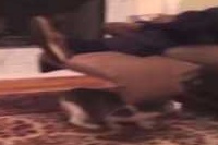 まるで忍び!?そっとソファに近づいていくネコちゃんですが!