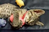 抱っこしている手のムギュムギュ感がたまりません!