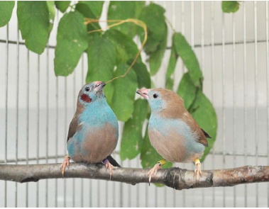 今回の研究対象となったルリガシラセイキチョウの近縁種であるセイキチョウの雄の求愛行動。ルリガシラセイキチョウと同様のタップダンス行動を行う。（北海道大学の発表資料より）