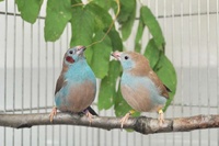 今回の研究対象となったルリガシラセイキチョウの近縁種であるセイキチョウの雄の求愛行動。ルリガシラセイキチョウと同様のタップダンス行動を行う。（北海道大学の発表資料より）