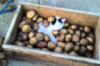 ジャガイモの重みが心地いいのかな?気持ちよさそうに寝ています。