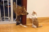 ゲート越しに紐を引っ張り合うわんことにゃんこが可愛すぎる!