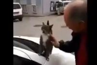 撫でる手を止めるとおねだりする猫ちゃんが超かわいい!!