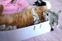 狭いスペースにギュウギュウ折り重なって入っているネコちゃんたち。