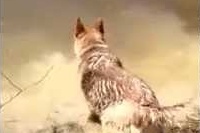 お母さんがもう帰るといっても、まだ遊びたいから嫌というわんこ。