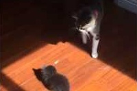 お兄ちゃん猫の尻尾にちょっかいを出そうとして叱られました。