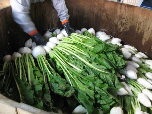 「すぐき」の漬け込み（賀茂のすぐき販売所発表資料より）