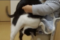 お父さんを玄関で待ち受けていたネコちゃんの結末・・・笑。