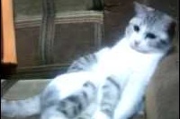 くつろぐネコちゃんにボールをあげたら頭がくるくると回りだしたぞ！