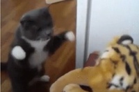 相手に先制攻撃を仕掛けるネコちゃん！かなりのファイターです！