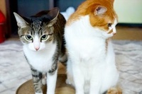 仲良くしたくて一生懸命なネコと完全に冷めたネコの温度差がすごい！