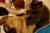 いびきをかいてしまうほど気持ちいいネコちゃんのマッサージ♪