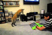 おうちにキツネがいること自体テンション上がりますがこれ凄い！