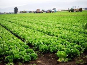 「収穫体験ツアー」の類いは、一番の代表例だ。地域に滞在してもらうことで経済効果も狙え、受け入れる側も「見てもらえる」ことでモチベーションが高まる効果がある