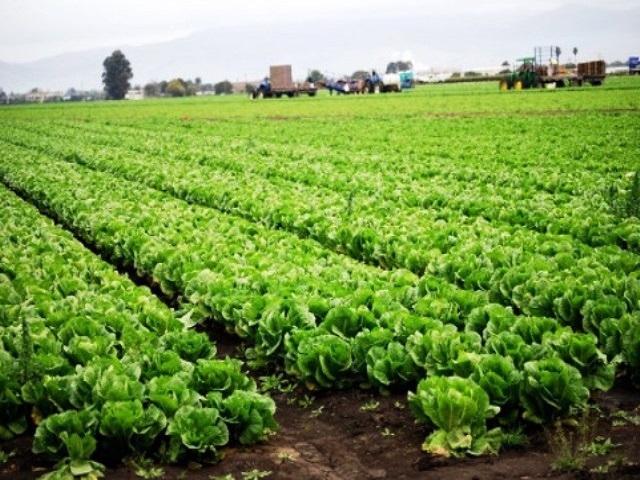 「収穫体験ツアー」の類いは、一番の代表例だ。地域に滞在してもらうことで経済効果も狙え、受け入れる側も「見てもらえる」ことでモチベーションが高まる効果がある