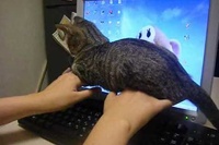 意地悪でもアテンションでもなく、もうこれが仕事のようですね。