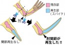通常の切断方法では、カエルは関節を再生することはできないが、今回の研究では、肘関節で切断した場合、機能的な関節が再生することがわかった。（京都大学の発表資料より）