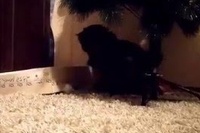 箱が気になる猫とすでに箱の中に隠れて遊びたい猫の交わらない気持ち。