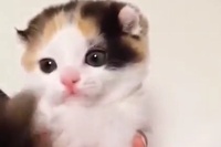 このかわいいこのしぐさに年末の疲れを癒しましょう～♪