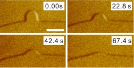 サイズの異なる薄膜型(完全濡れ)の擬似液体層同士が合体し、小さい擬似液体層が大きいものに吸収されていく時の様子。(単位は秒。スケールバーは10μm)(北海道大学の発表資料より) サイズの異なる薄膜型(完全濡れ)の擬似液体層同士が合体し、小さい擬似液体層が大きいものに吸収されていく時の様子。(単位は秒。スケールバーは10μm)(北海道大学の発表資料より)