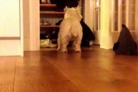 キッチンの床がいつもと違う…そう思ったわんこの行動が面白い！