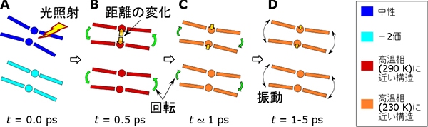 今回の研究で判明した構造変化ダイナミクスのまとめ。図中丸は、Pt原子を表し、長方形はdmit配位子を表す。色分け（凡例参照）は、光学測定から判明した二量体の価数や二量化度の強さの違いを区別している。矢印は電子線回折から判明した原子位置の動きを表す。緑矢印で表される分子全体の回転運動は、これまで予想されていなかった動きだった。（東京工業大学の発表資料より）