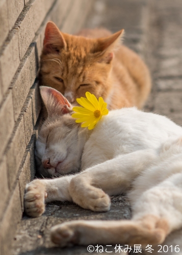 展示予定作品2（BACON発表資料より）