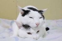 ネコの頭の上にまたネコの頭が！体が柔らかいからできる技ですね～
