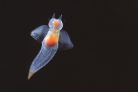 横浜・八景島シーパラダイス、冬期特別展示「クリオネウム」流氷の妖精500匹が舞う