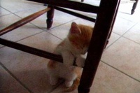 ちょこんと立ったままウトウトしてしまった子猫がかわいい～！！！！