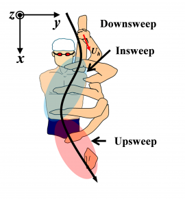 クロールで泳ぐ際の手部の軌跡と局面を示した図(筑波大学の発表資料より) クロールで泳ぐ際の手部の軌跡と局面を示した図(筑波大学の発表資料より)