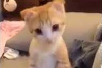 この子はこういうネコちゃんなのではないかと思います！？
