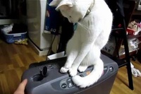 ふたを開けるとネコが閉めて、開けて、閉めて、開けて・・・。