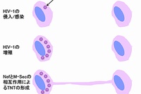 TNTを介するHIV-1の感染細胞から未感染細胞への感染拡大の模式図（理化学研究所の発表資料より）
